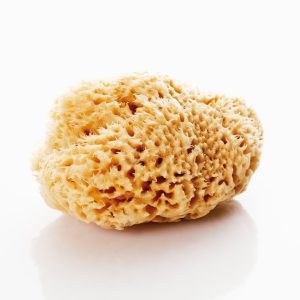sponge